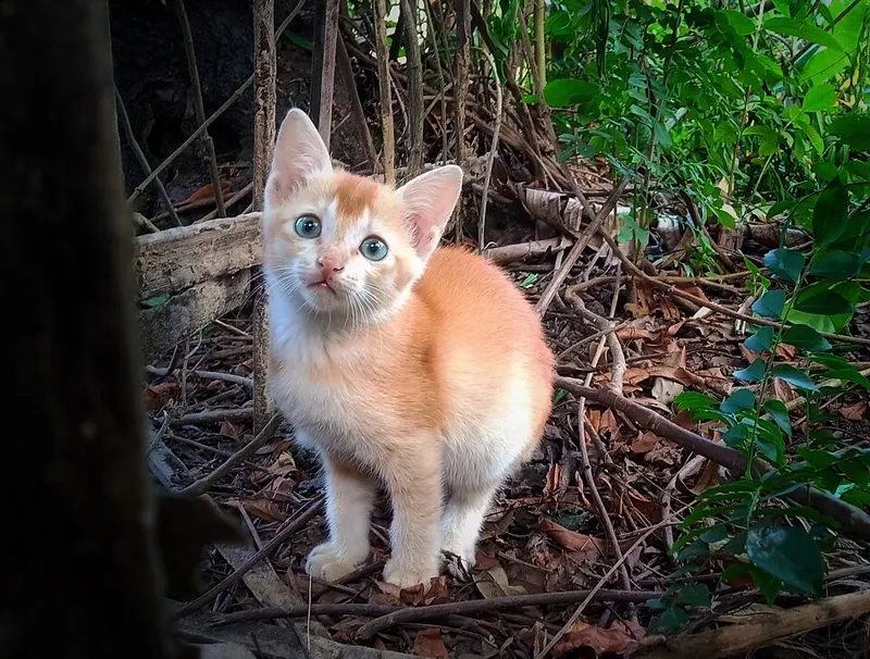 Anak kucing oranye putih berdiri di tanah penuh ranting