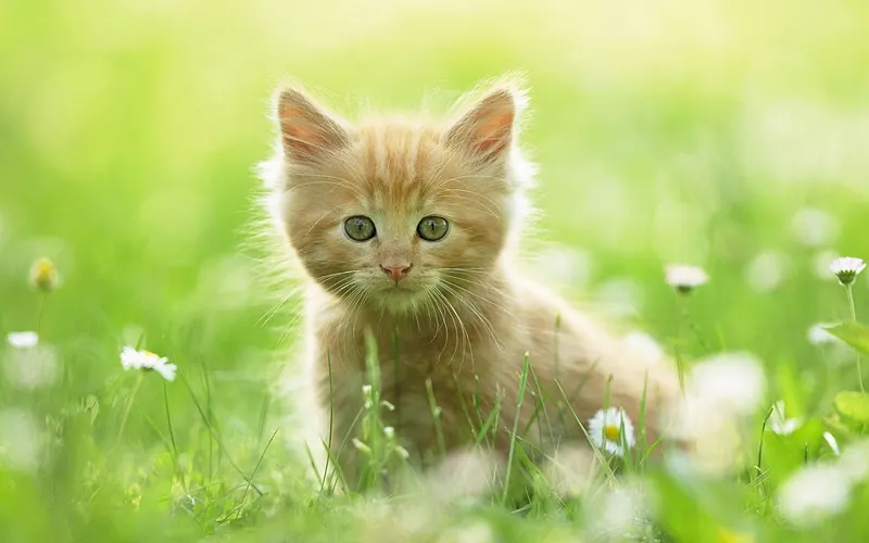 Anak kucing oranye duduk di padang rumput hijau