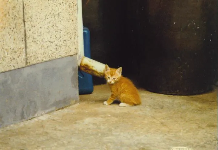 Anak kucing oranye kecil di pojok ruangan dekat tembok