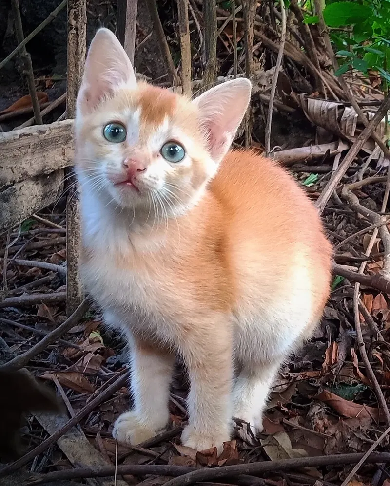 Anak kucing oranye putih bermata biru berdiri di antara ranting