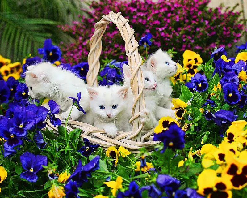 Beberapa anak kucing putih di keranjang anyaman di antara bunga ungu dan kuning