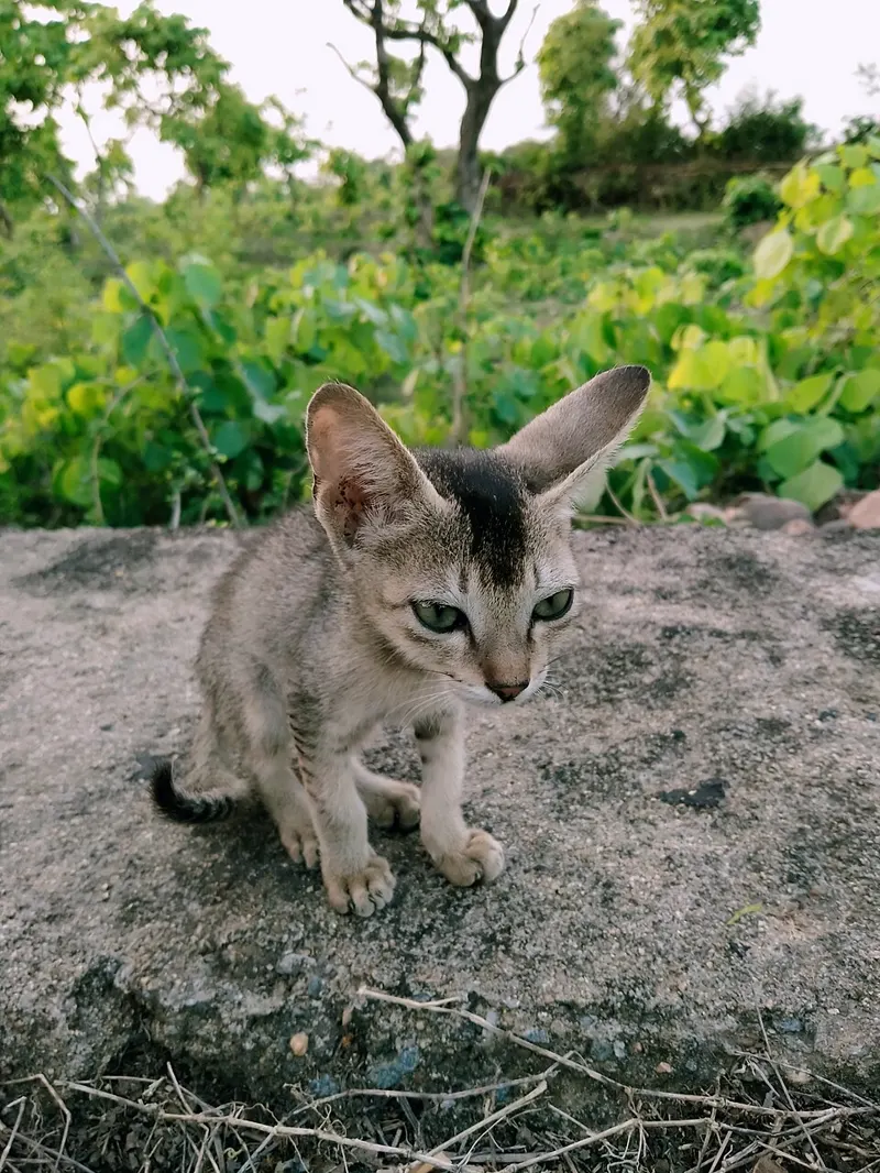 Anak kucing abu-abu bertelinga besar duduk di tanah