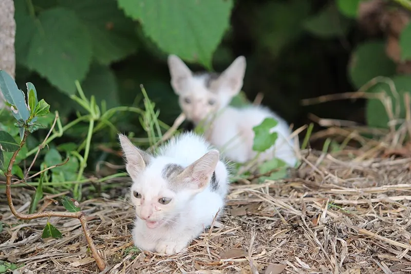 Dua anak kucing putih di antara semak dan jerami