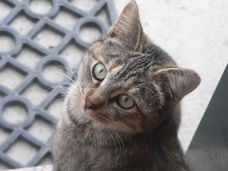 Kucing abu-abu belang menoleh dengan mata lebar