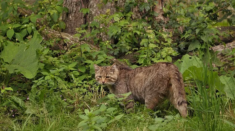 Kucing belang berjalan mengendap di rerumputan hijau