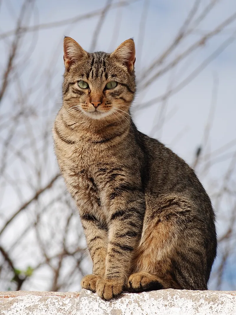 Kucing belang cokelat duduk tegak dengan latar langit dan ranting
