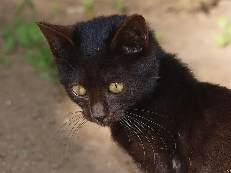 Kucing hitam bermata kuning menatap kamera
