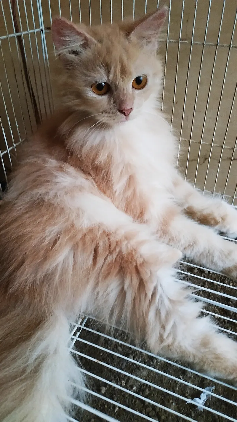 Kucing krem berbulu panjang bersandar di jeruji kandang