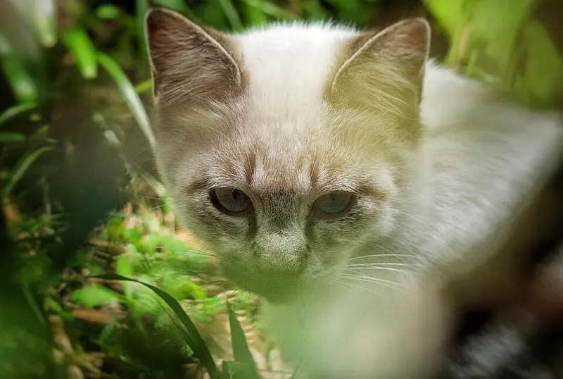 Kucing krem menatap kamera dari balik rumput hijau