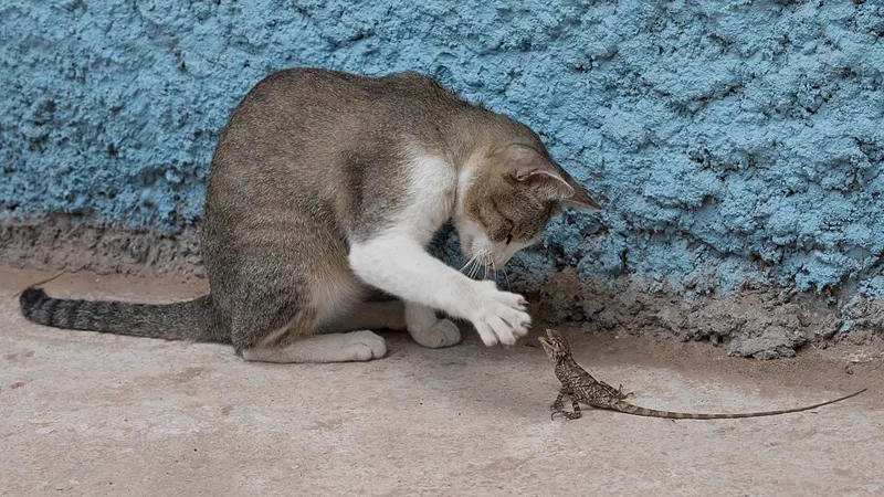 Kucing belang abu-abu memainkan ranting di lantai