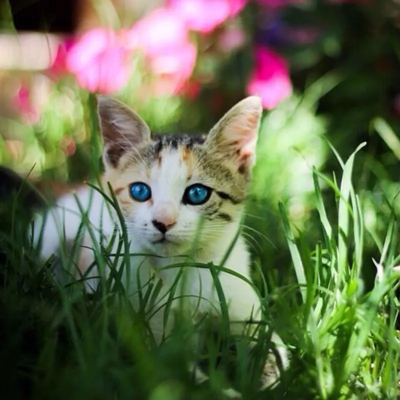 Kucing kaliko bermata biru di antara rumput dan bunga merah muda