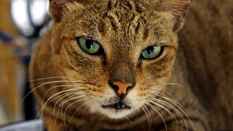 Close up kucing oranye bermata hijau dengan tatapan tajam