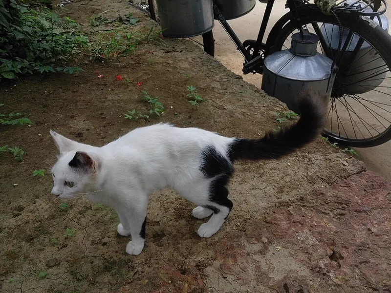 Kucing putih bercorak hitam berjalan di tanah kebun