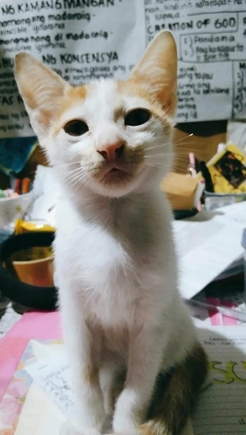 Kucing putih bercorak menatap kamera dengan latar dinding bertulisan