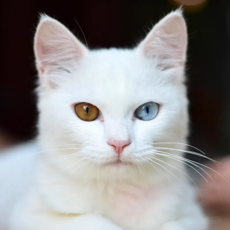 Kucing putih dengan mata beda warna, satu cokelat dan satu biru