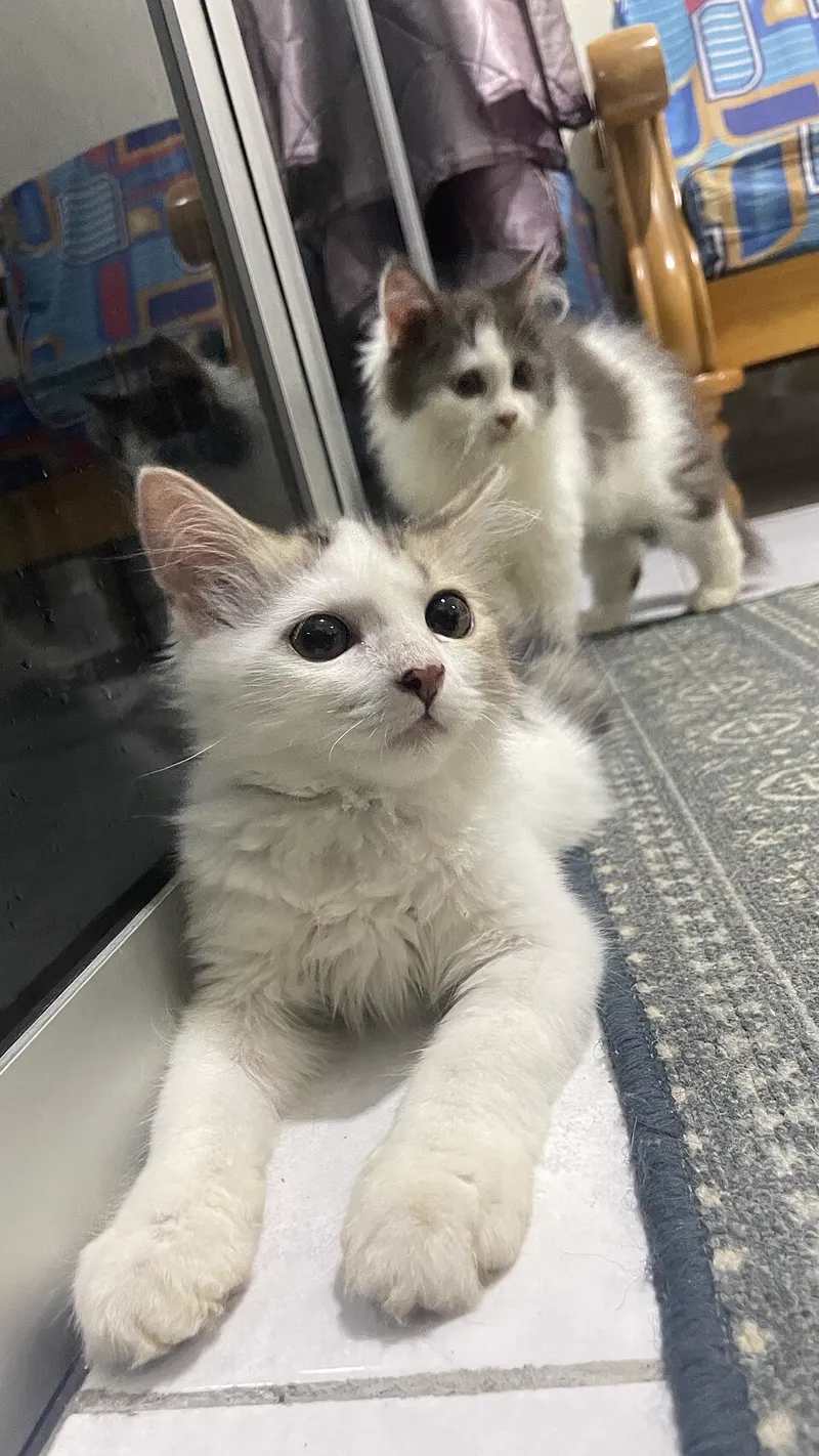 Kucing putih rebahan di lantai dengan kucing lain di belakangnya