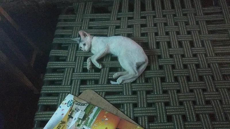 Kucing putih rebahan di lantai bermotif anyaman