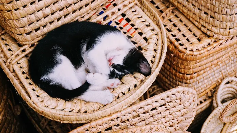 Kucing hitam putih tidur di keranjang rotan