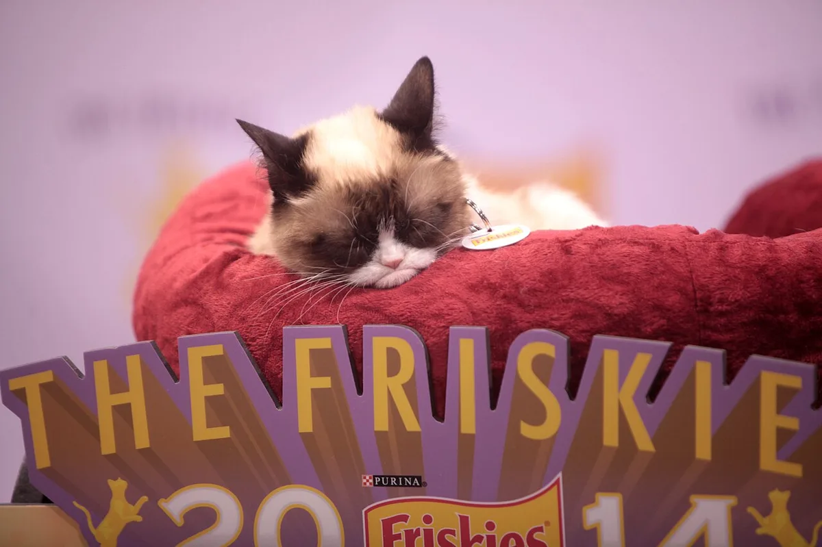 Grumpy Cat asli, kucing berbulu krem dengan wajah cokelat dan ekspresi masam, berbaring di atas bantal merah