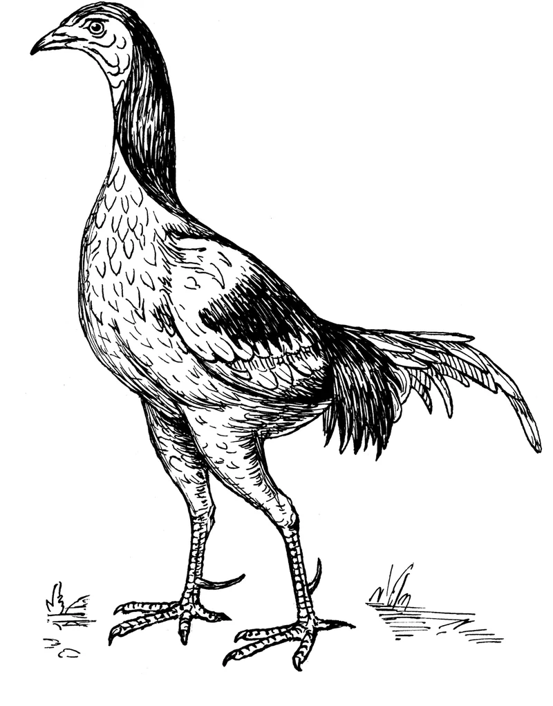 Sketsa garis hitam putih ayam jago aduan berkaki panjang dengan taji